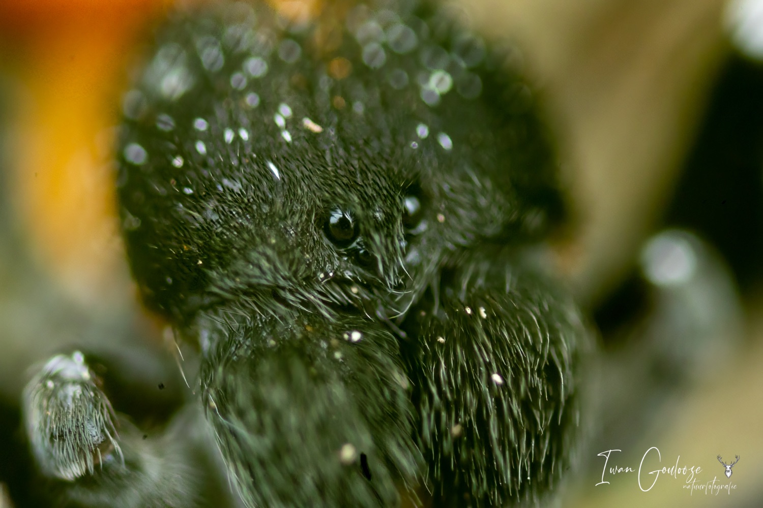 14 mei 2023 152035  R2A1616 bewerkt